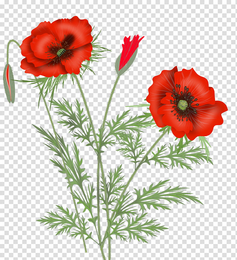 red flowers illustration transparent background PNG clipart