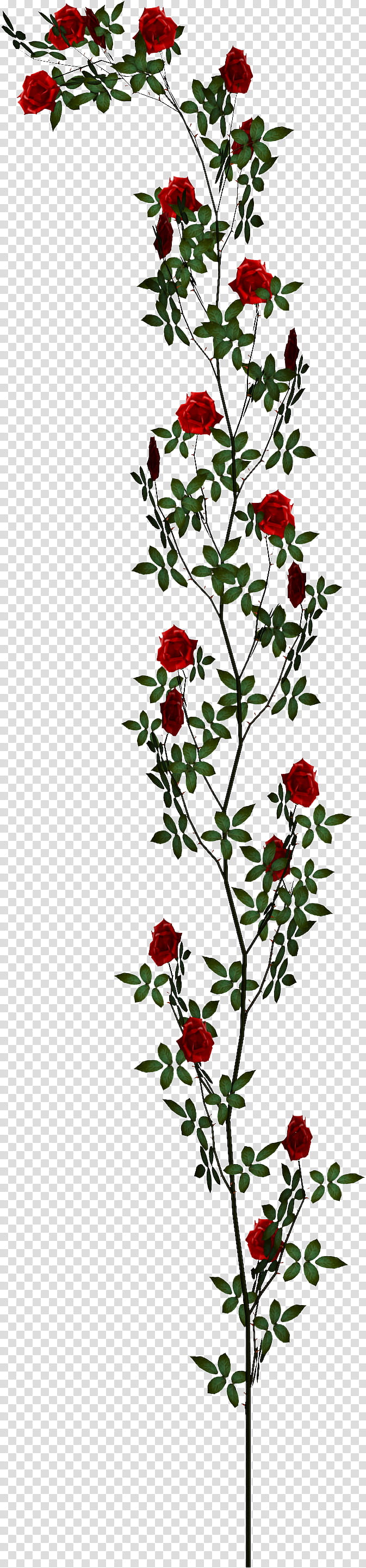 Roses, red-petaled flower grahpic transparent background PNG clipart