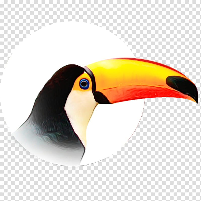 Bird, Toucan, Beak, Piciformes transparent background PNG clipart