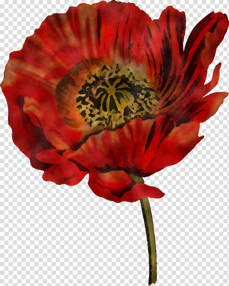 flower petal red oriental poppy plant, Cut Flowers, Coquelicot, Poppy Family transparent background PNG clipart