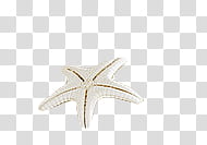 , white starfish transparent background PNG clipart