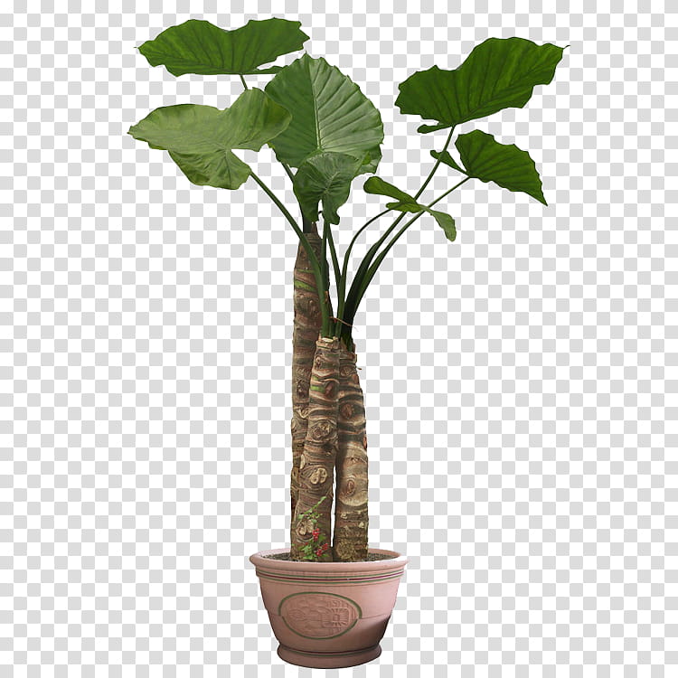 Cartoon Palm Tree, Houseplant, Flowerpot, Palm Trees, Devils Ivy, Garden, Leaf, Plant Stem transparent background PNG clipart