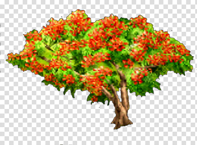 Flowers, Royal Poinciana, Branch, Tree, Drawing, Plants, Flowerpot, Houseplant transparent background PNG clipart