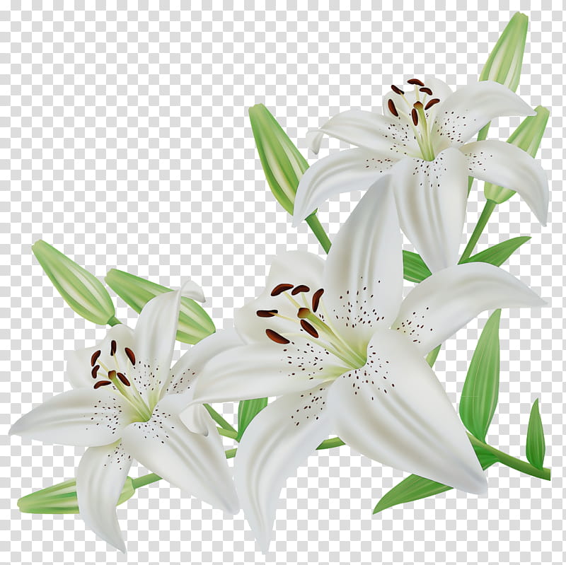 Bouquet Of Flowers Drawing, Cut Flowers, Tiger Lily, Easter Lily, Petal, Lilies, Watercolor Painting, Lily stargazer transparent background PNG clipart