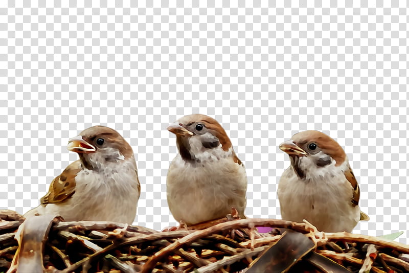 bird beak sparrow house sparrow chipping sparrow, Watercolor, Paint, Wet Ink, Perching Bird, Songbird, Finch, Adaptation transparent background PNG clipart
