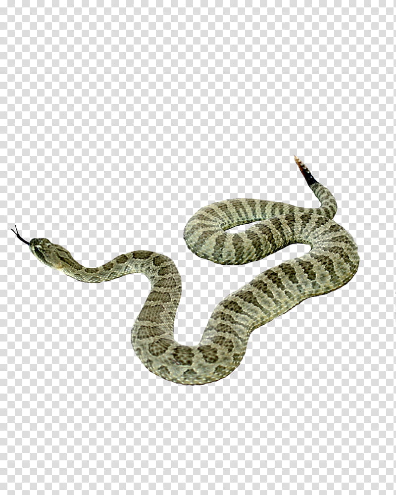 SNAKE , white and green rattle snake transparent background PNG clipart