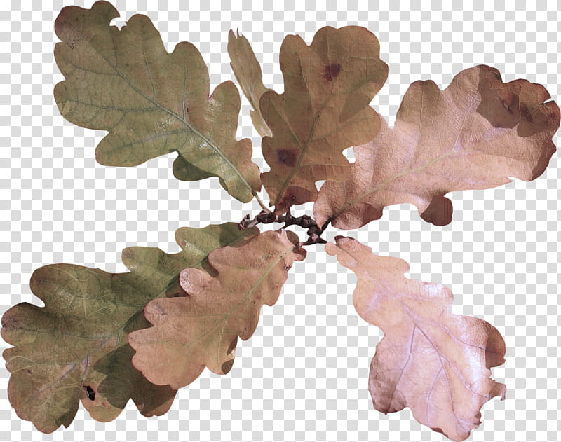 Plane, Leaf, Plant, Flower, Tree, Californian White Oak, Branch, Oregon White Oak transparent background PNG clipart