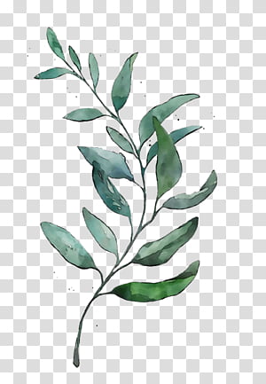 Fern Leaf Plant stem Watercolor painting, crape myrtle transparent ...