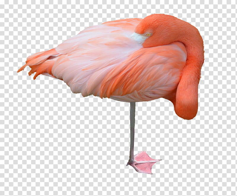 Flamingo , flamingo graphic art transparent background PNG clipart