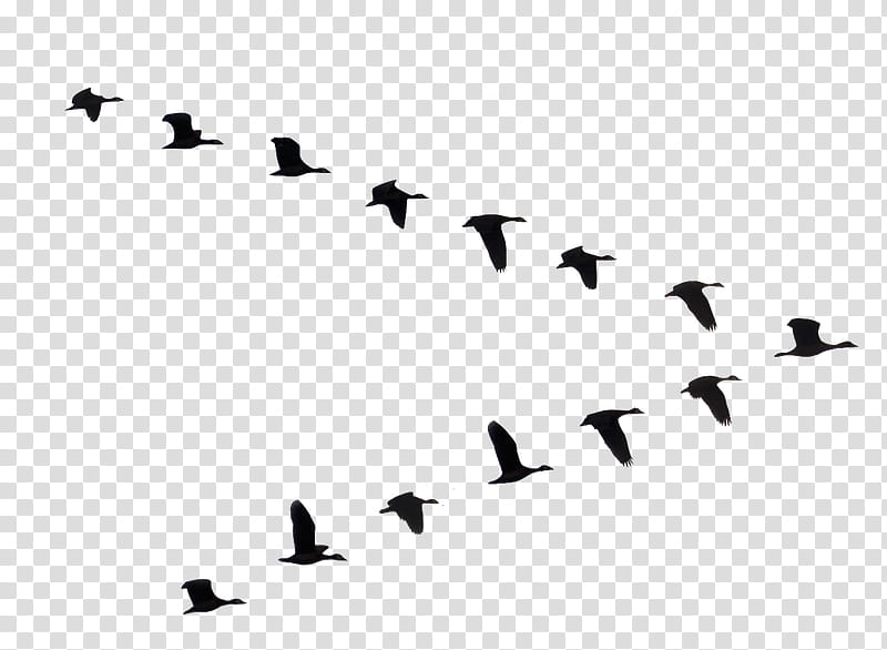 , flock of flying geese silhouette illustration transparent background PNG clipart