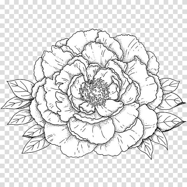 Black And White S Gray Rose Illustration Transparent Background