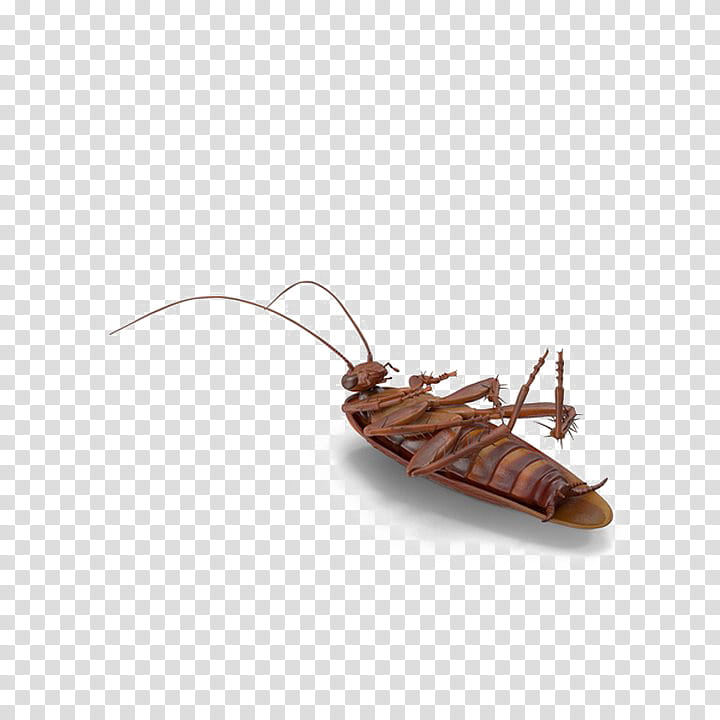 Graphic, Cockroach, German Cockroach, Cover Art, Pest, Insect, Termite transparent background PNG clipart