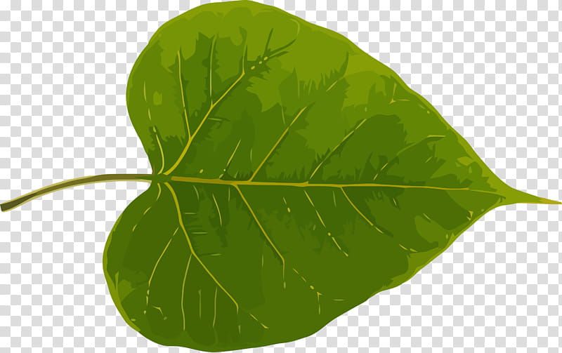 Bodhi Leaf Bodhi Day Bodhi, Plant, Green, Flower, Tree, Piper Auritum, Anthurium transparent background PNG clipart