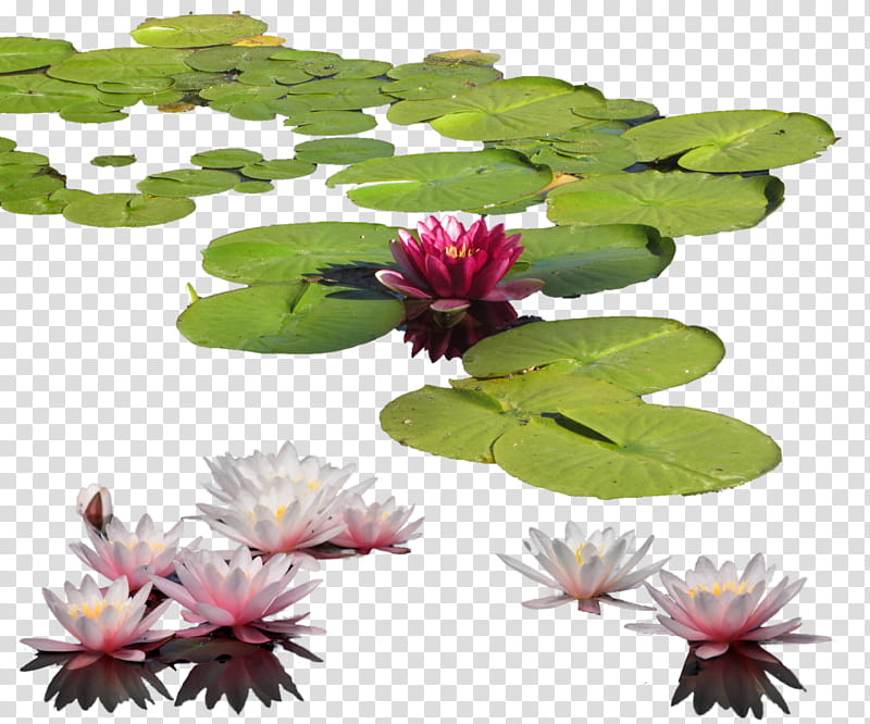 Plants leaves Mega, pink and white lotus flowers transparent background PNG clipart