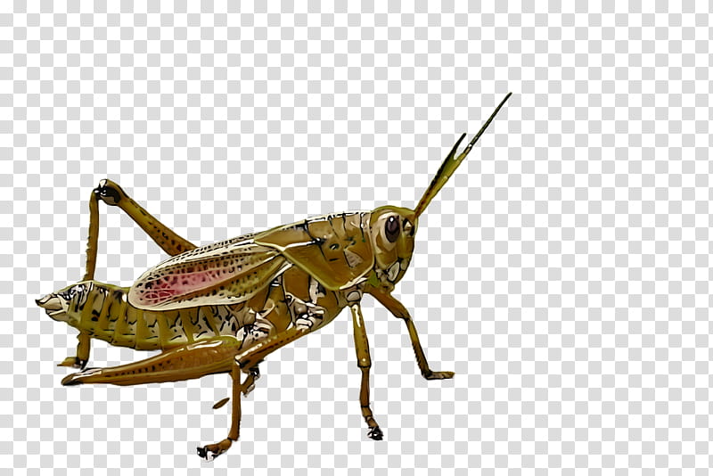 insect locust cricket-like insect grasshopper cricket, Cricketlike Insect, Pest, Oecanthidae transparent background PNG clipart