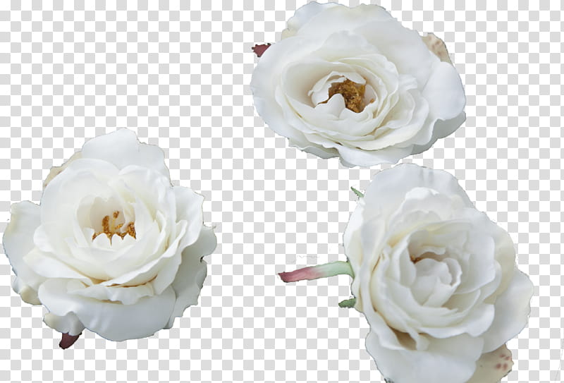 Cream rose, three white-petaled flowers transparent background PNG clipart