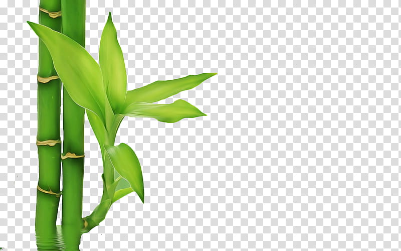Bamboo Leaf, Lucky Bamboo, Poster, Big, Plant, Flower, Plant Stem, Zedoary transparent background PNG clipart