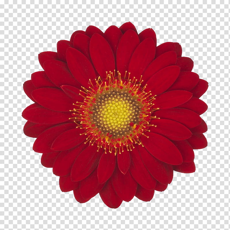 Wedding Flower, Paper, Party, Hand Fan, Business, Gerbera, Petal, Daisy Family transparent background PNG clipart