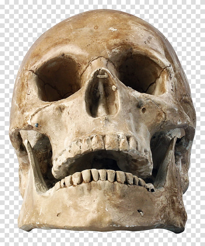skull bone jaw head skeleton, Mouth, Anthropology, Tooth, Rock transparent background PNG clipart