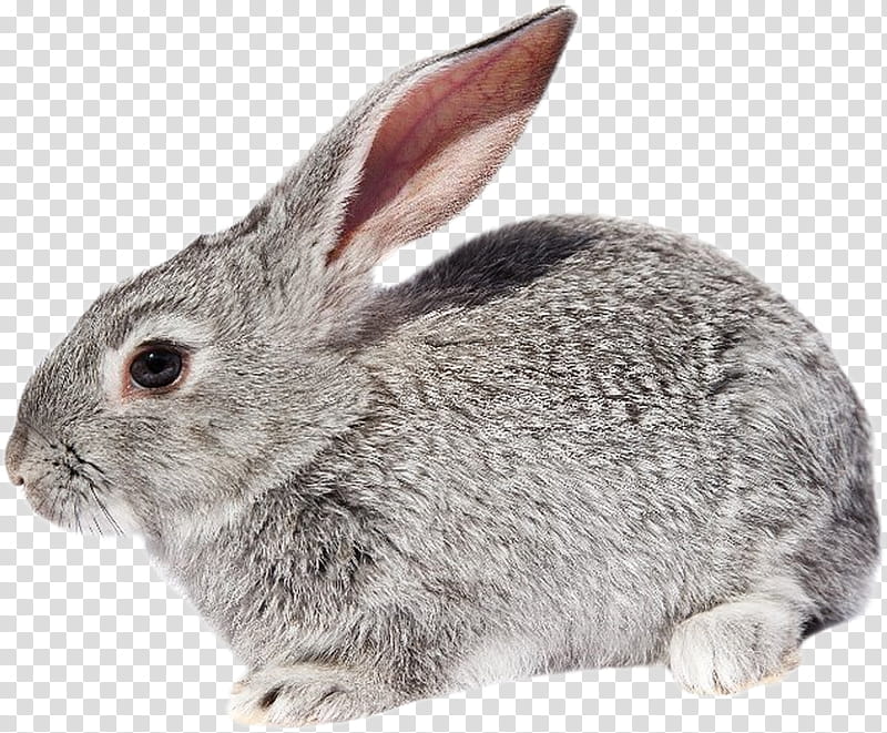 Mountain, European Rabbit, Hare, Dwarf Rabbit, Animal, Fur, Leporids, Rabbits And Hares transparent background PNG clipart