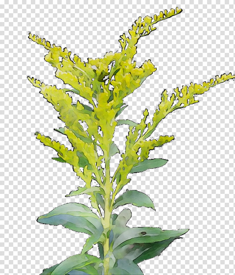 Tea Leaf, Mexican Tea, Annual Plant, Herbalism, Basil, Plant Stem, Plants, Flower transparent background PNG clipart