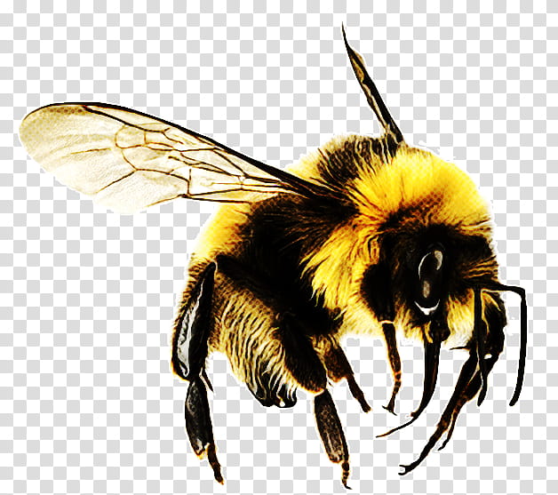 Bumblebee Honeybee Insect Megachilidae Membranewinged Insect Wasp Hornet Transparent