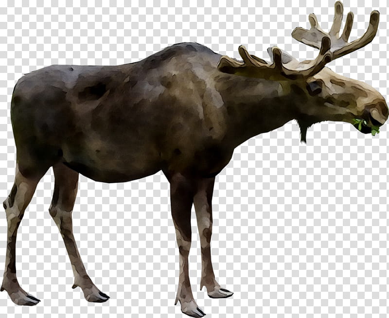 Animal, Moose, Deer, Elk, Antler, Alces, Reindeer, Wildlife transparent background PNG clipart