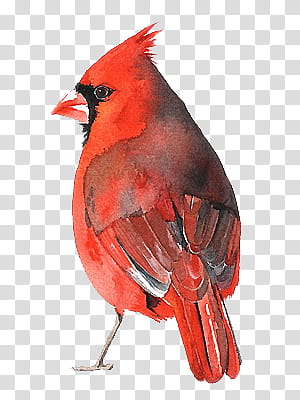 Birds s, red and black cardinal bird painting transparent background PNG clipart