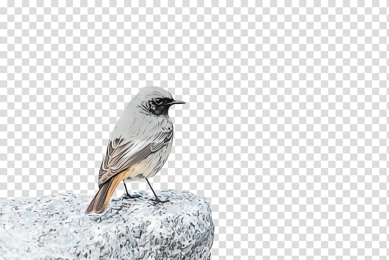 bird beak house sparrow sparrow perching bird, Watercolor, Paint, Wet Ink, Finch, Songbird, Old World Flycatcher, Wildlife transparent background PNG clipart