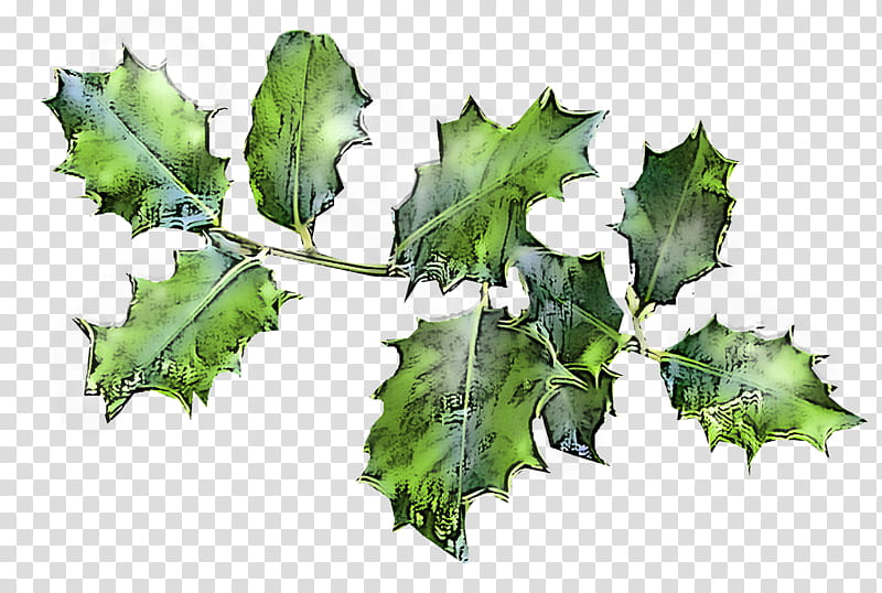 Plane, Leaf, Plant, Flower, Holly, Tree, Ivy, Black Maple transparent background PNG clipart