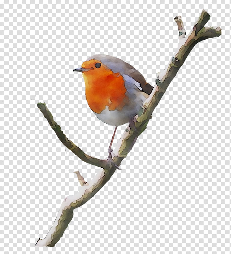 Robin Bird, European Robin, Finches, Beak, Feather, Songbird, Old World Flycatcher, Branch transparent background PNG clipart