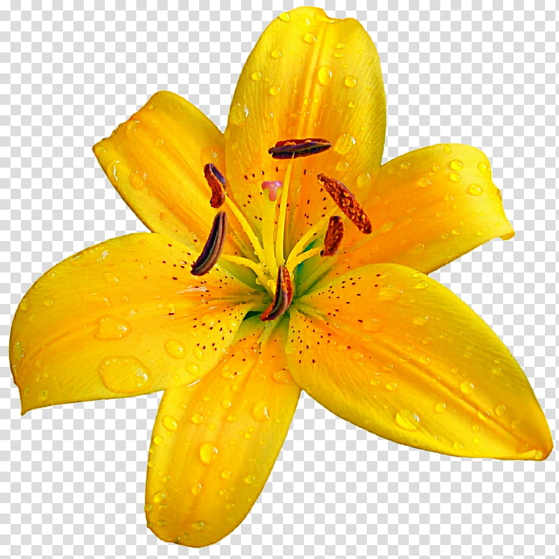 Freckled Lily transparent background PNG clipart