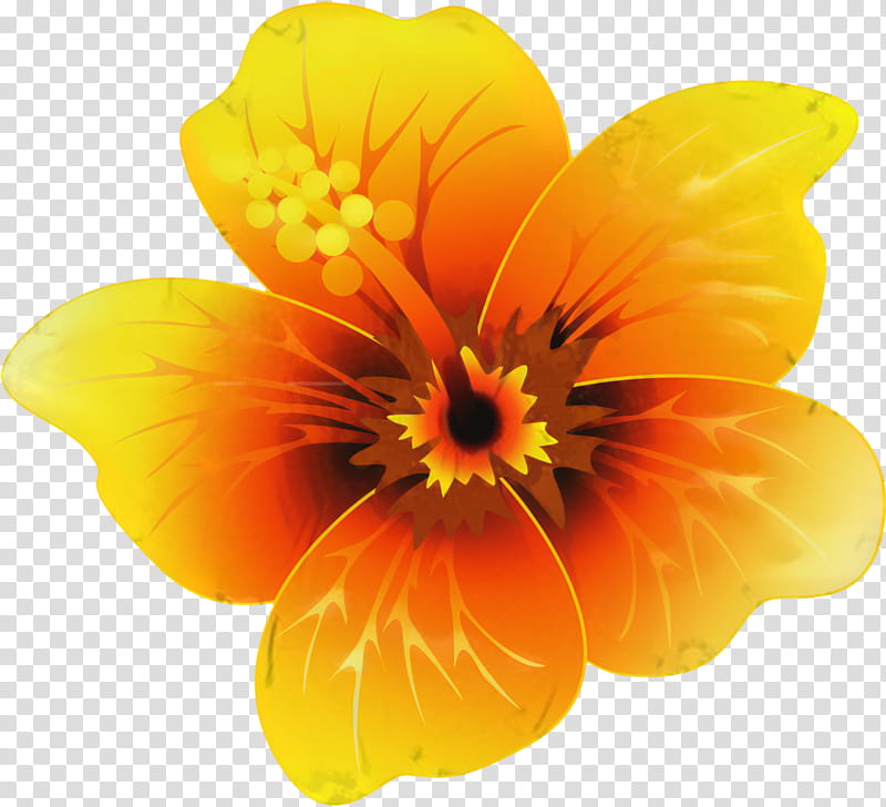 Violet Flower, Pansy, Petal, Adobe After Effects, Orange, Yellow, Plant, Herbaceous Plant transparent background PNG clipart
