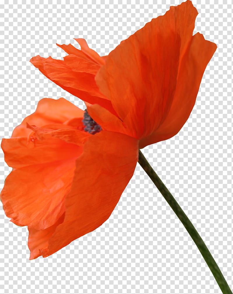 Poppy , orange poppy flower in bloom transparent background PNG clipart