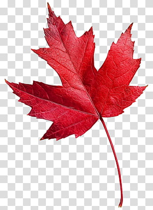 Canada Maple Leaf PNG Transparent Images Free Download