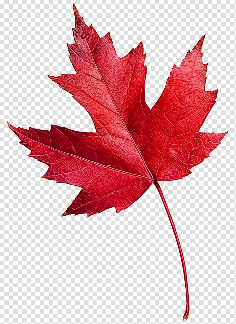 Canada Maple Leaf, Captain Canuck, Toronto, Arborist, School
, Silver Maple, Management, Organization transparent background PNG clipart