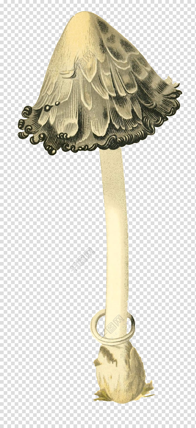 Watercolor Drawing, Mushroom, Shaggy Mane, Watercolor Painting, Lampshade, Lighting Accessory, Light Fixture, Brass transparent background PNG clipart