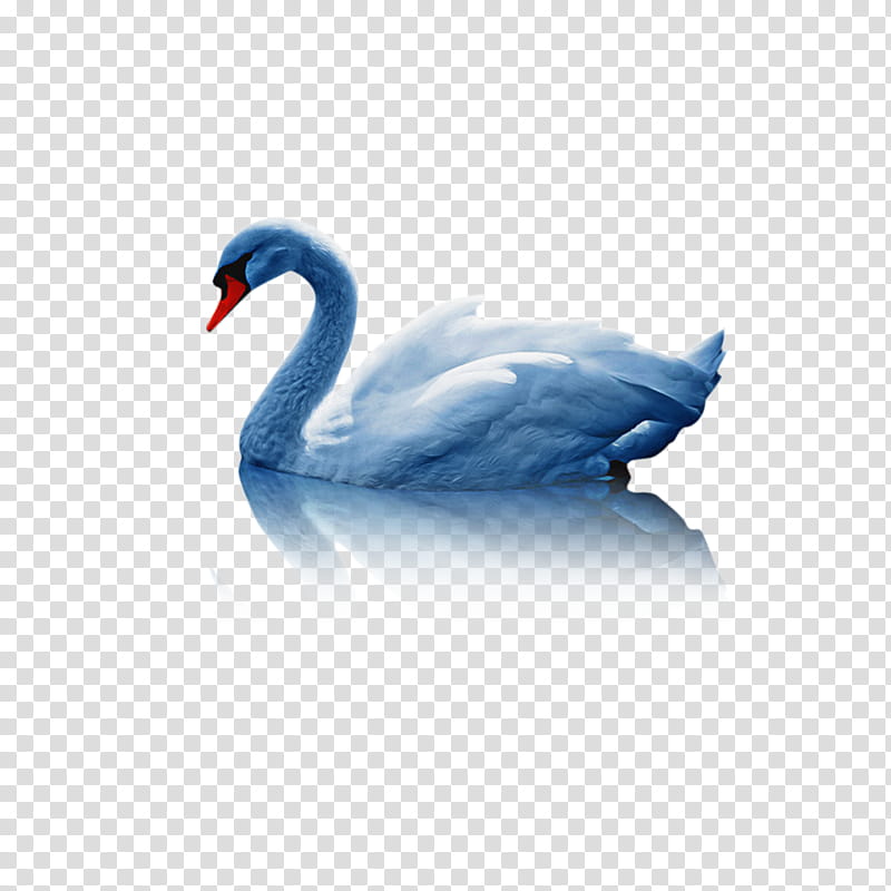 Water, Duck, Cobalt Blue, Beak, Feather, Swan, Bird, Water Bird transparent background PNG clipart