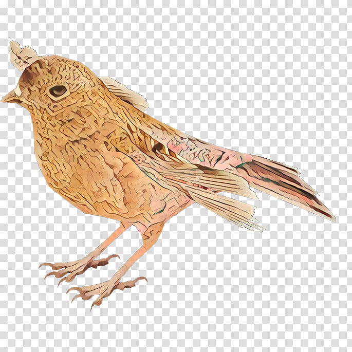 bird beak songbird perching bird finch, House Sparrow transparent background PNG clipart