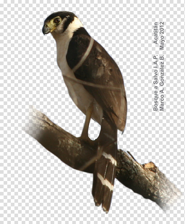 Bat Bird, Hawk, Falcon, Bat Falcon, Buzzard, Species, Barn Swallow, Forest transparent background PNG clipart