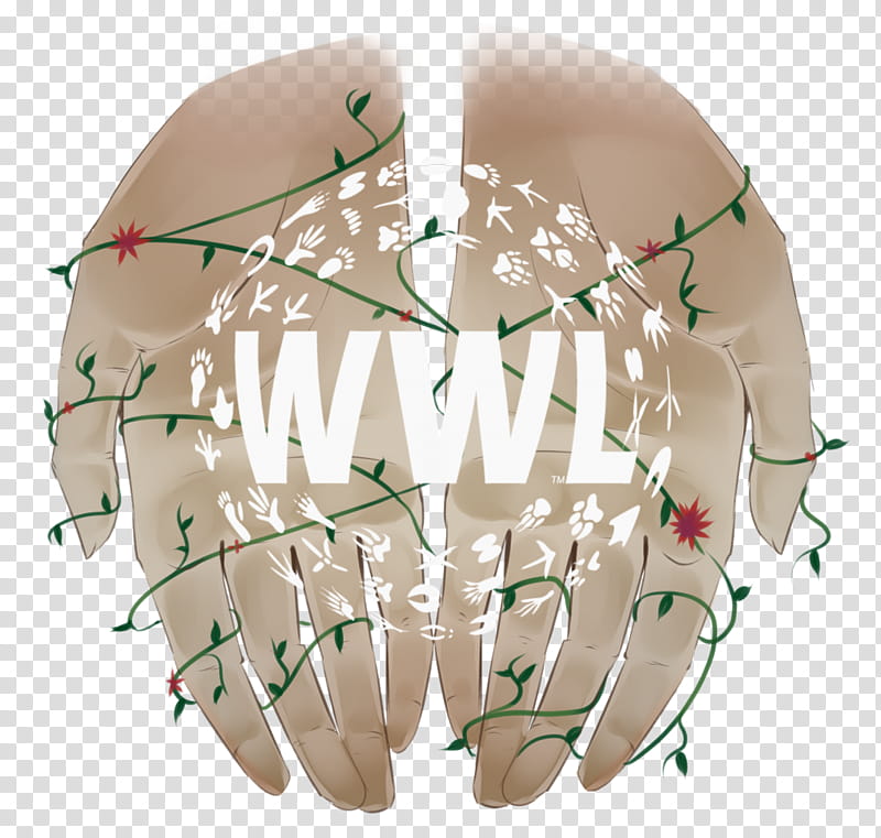 Tooth, Wwltv, Logo, Corporate Identity, Media, Animal, News, Drawing transparent background PNG clipart