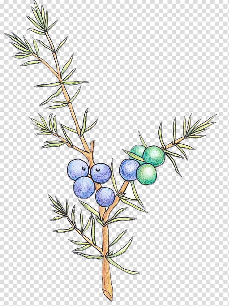 plant tree branch colorado spruce american larch, Watercolor, Paint, Wet Ink, Juniper, Woody Plant, Flower, Jack Pine transparent background PNG clipart