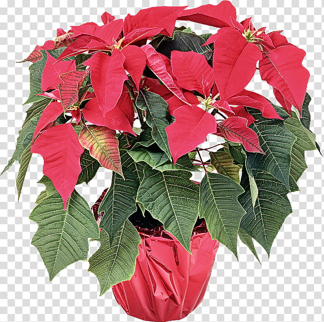 flower plant red poinsettia leaf, Petal, Flowering Plant, Impatiens, Anthurium, Annual Plant transparent background PNG clipart