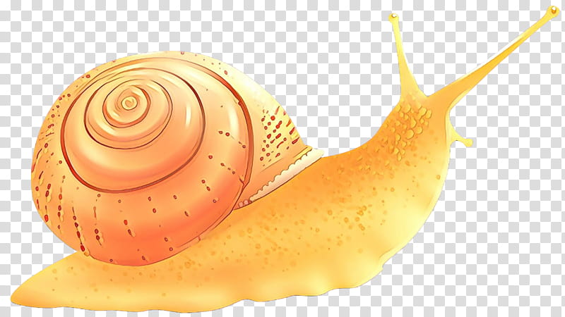 snails and slugs snail sea snail lymnaeidae conch, Cartoon, Shankha, Shell transparent background PNG clipart