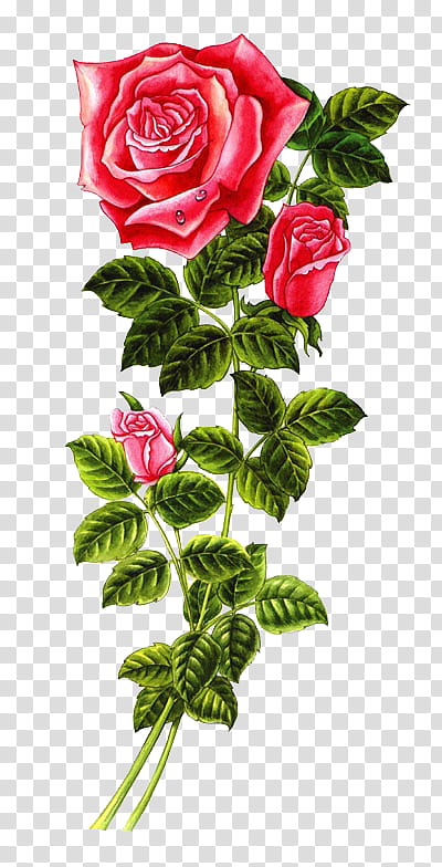 , red roses painting with green leaves transparent background PNG clipart