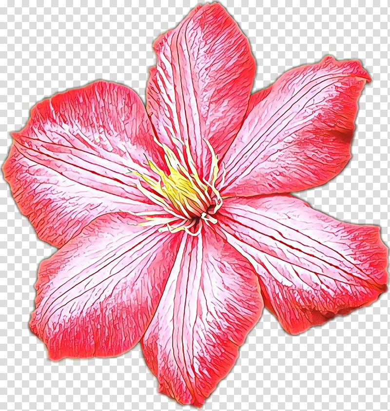 petal flower pink plant hawaiian hibiscus, Cartoon, Flowering Plant, Clematis, Herbaceous Plant transparent background PNG clipart
