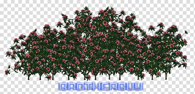 Some Flowers transparent background PNG clipart