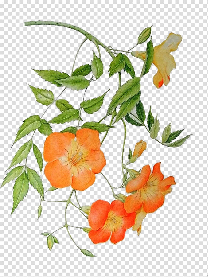orange petaled flower transparent background PNG clipart