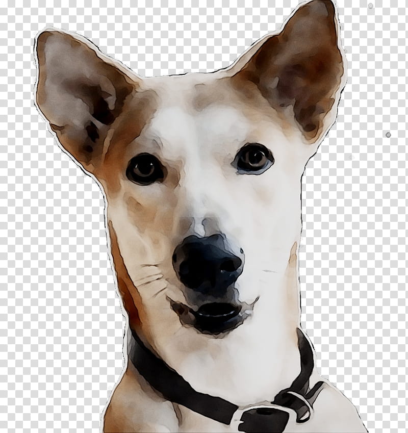 Cartoon Dog, Canaan Dog, Whippet, Companion Dog, Snout, Breed, Rare Breed Dog, Ancient Dog Breeds transparent background PNG clipart
