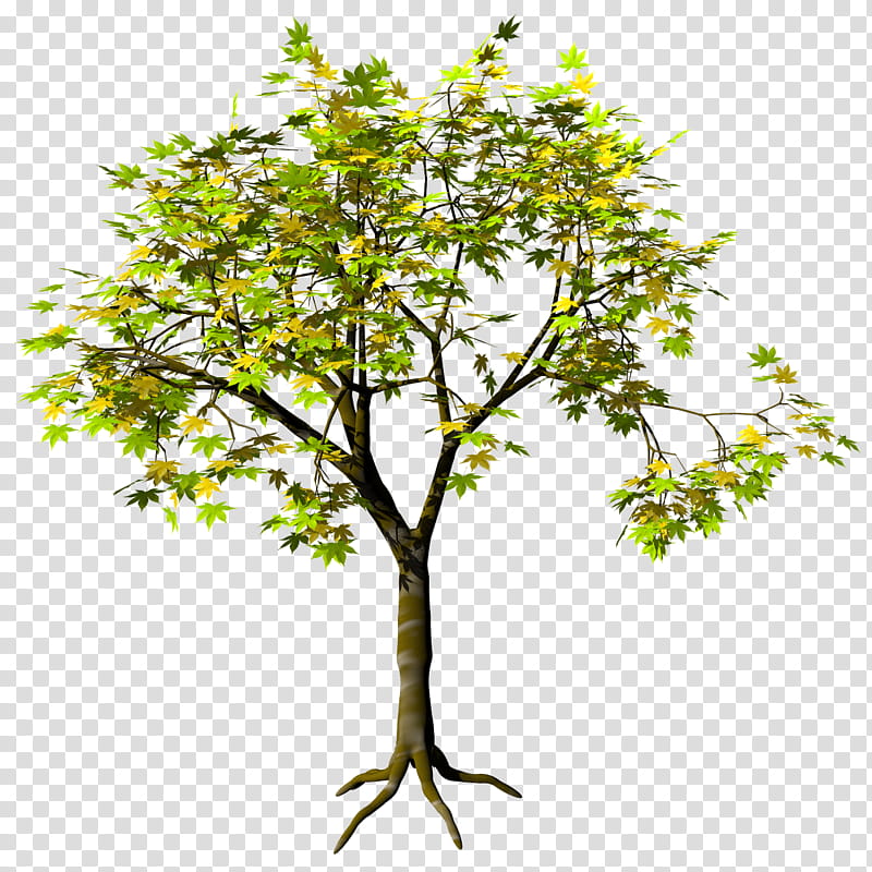 Ohmomiji Acer Amoenum TIF, green and yellow tree art transparent background PNG clipart